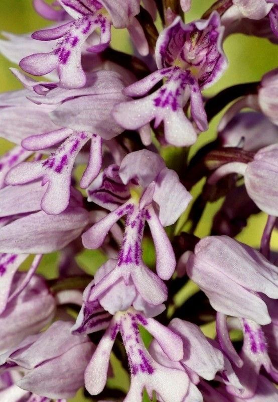 Orchis militaris, Orchis purpurea, Orchis x hybrida  Preappennino aquilano -  2022.